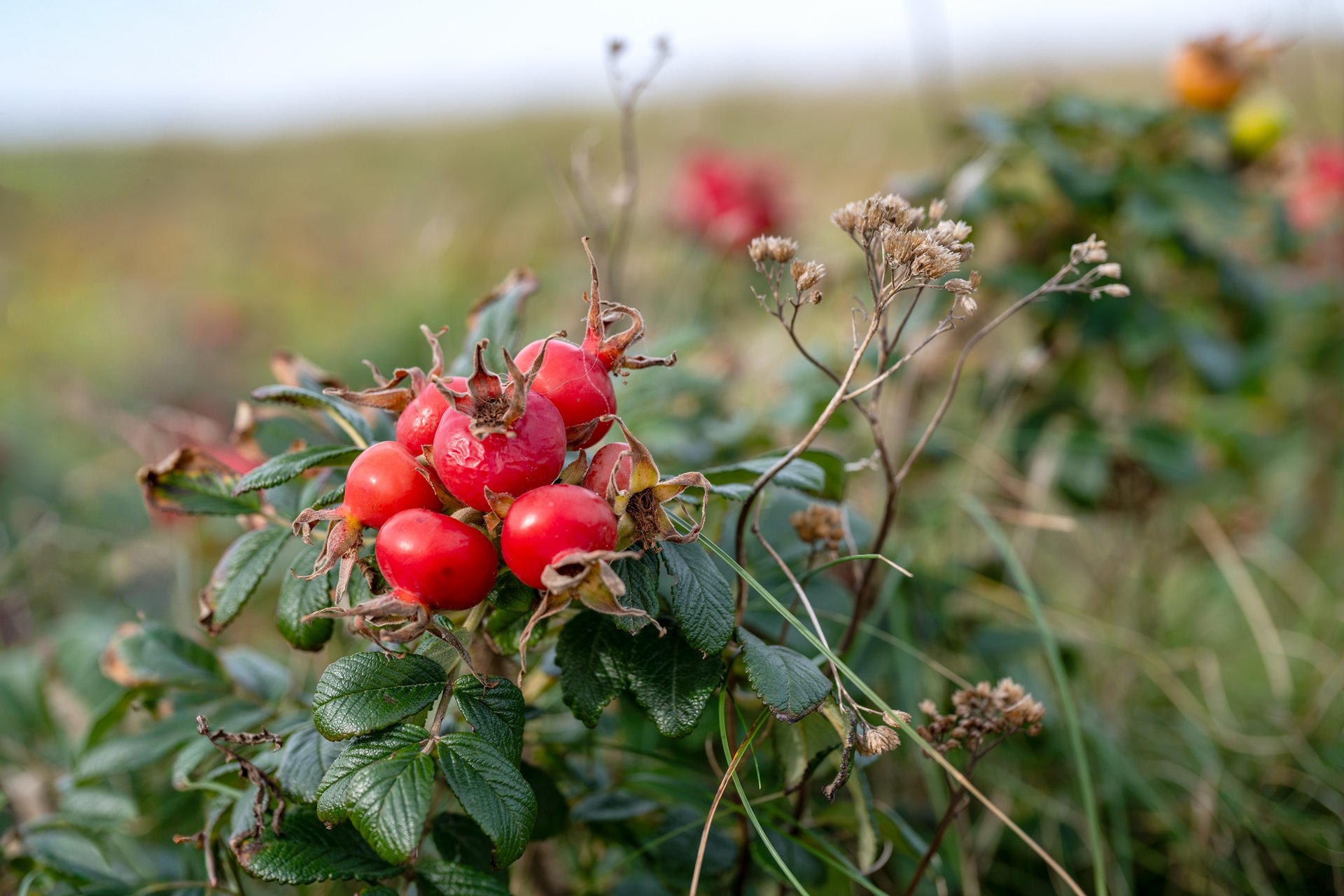 Herbstzeit