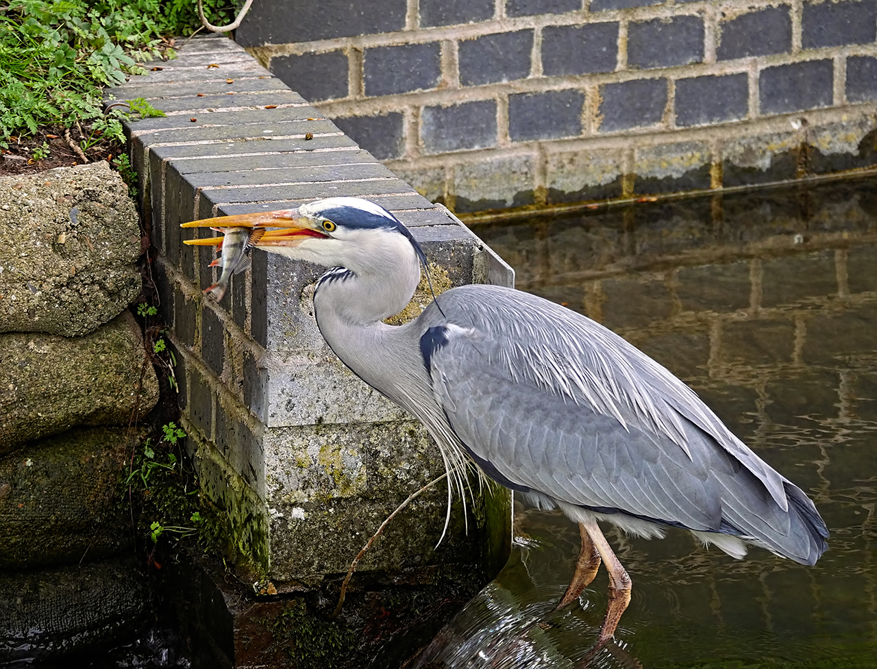 Heron 1D-Pixx.jpg