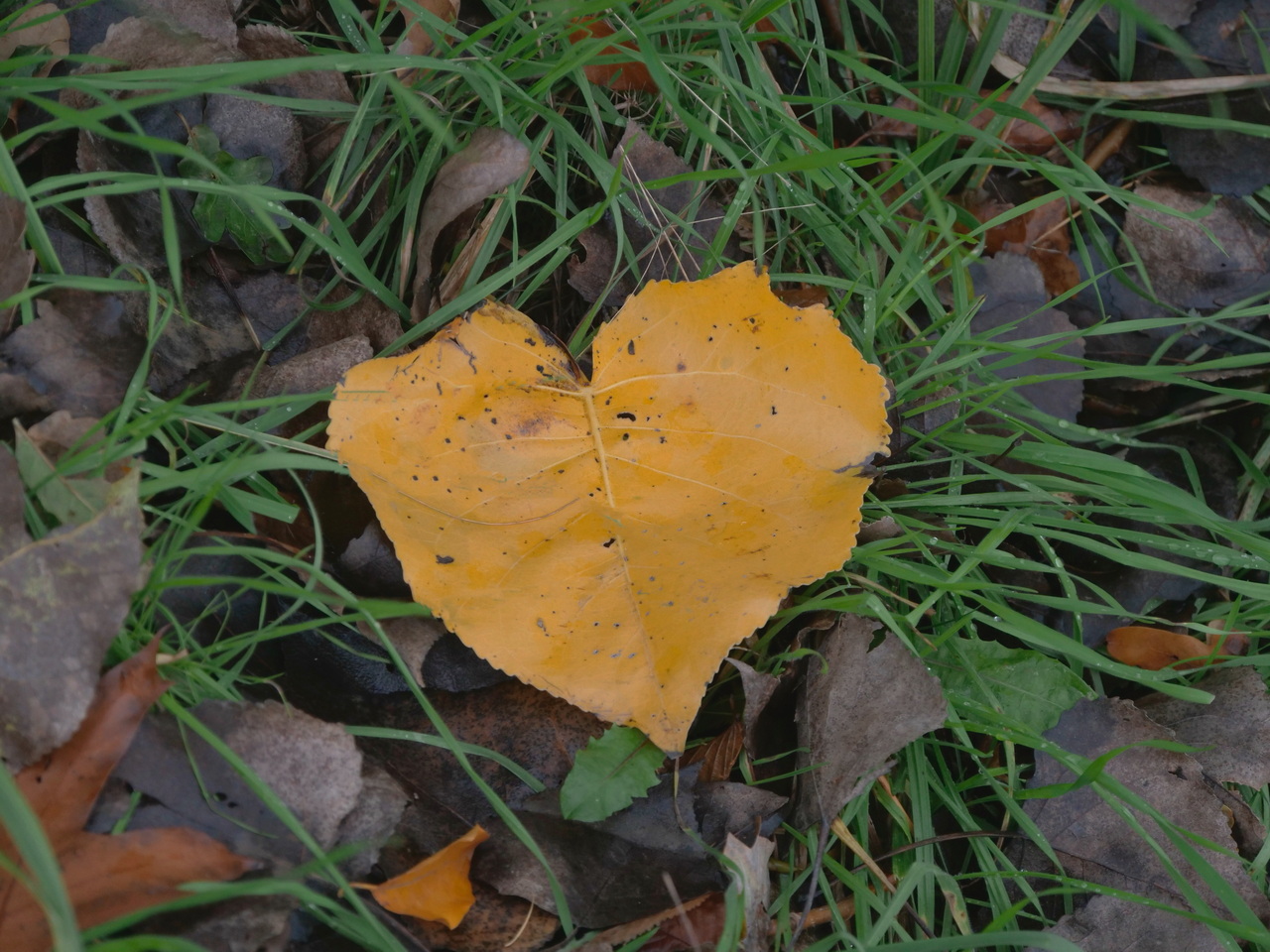 Herzblatt im Herbst.