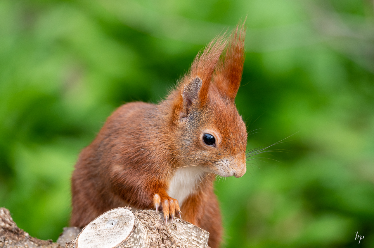Heute bei den Eichhörnchen 🐿️