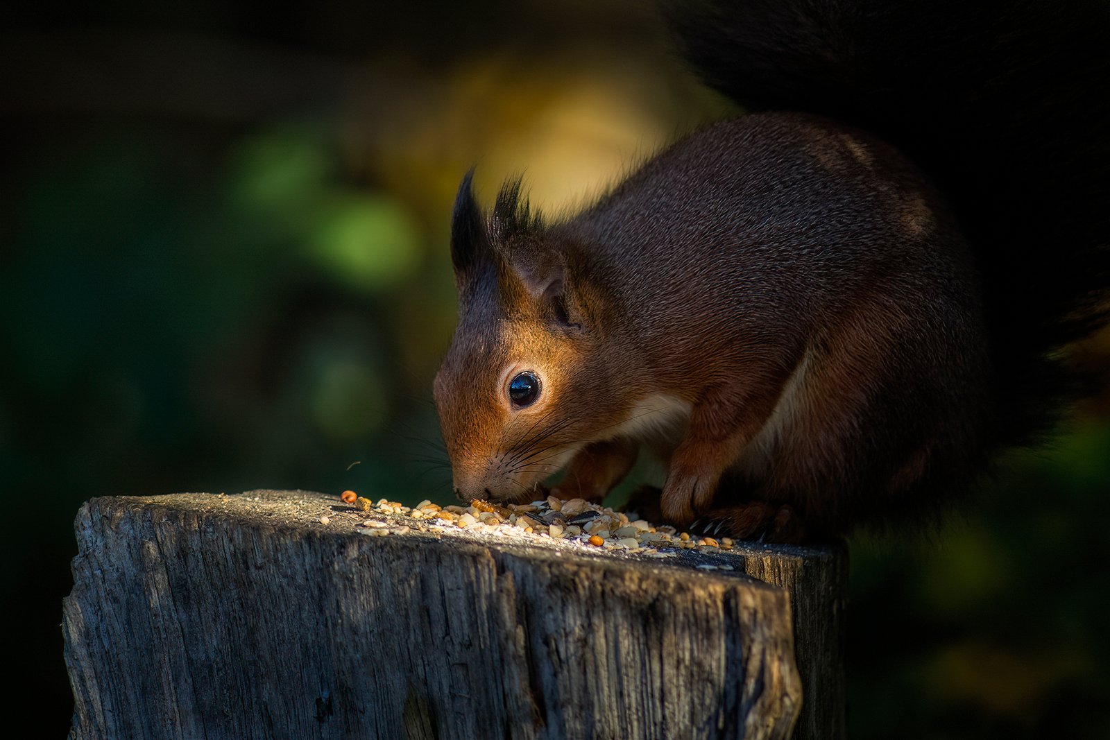 Hhhmmm...es riecht schon nach Weihnachten...