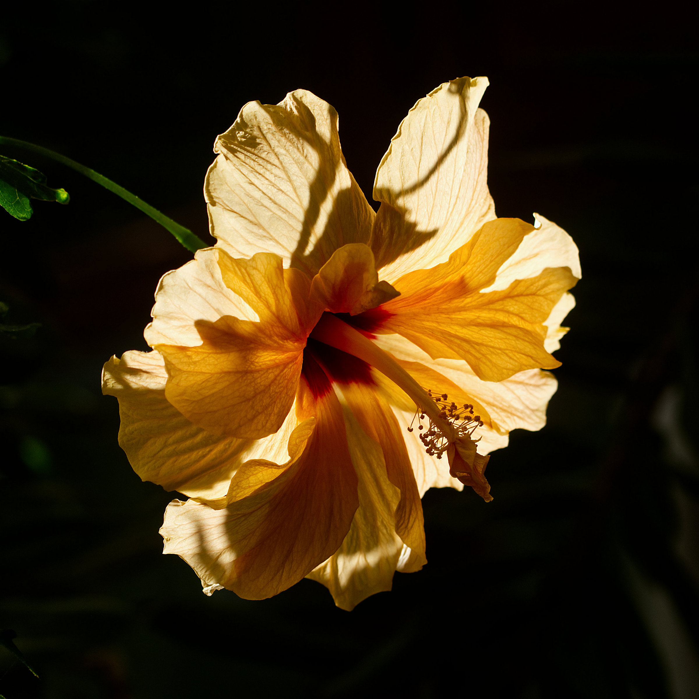 Hibiscus