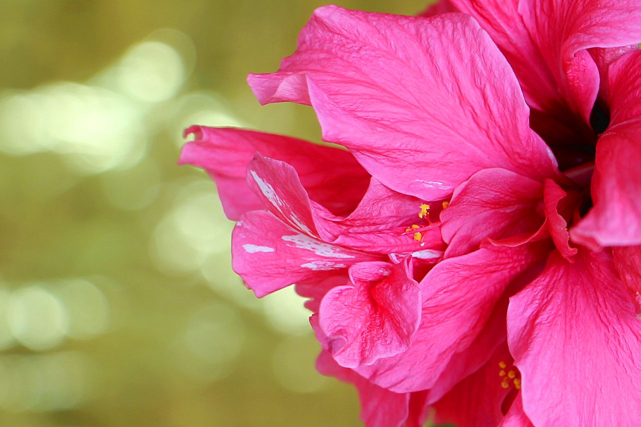 Hibiscusblüte