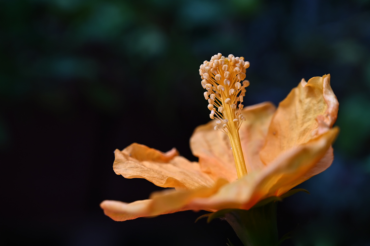 Hibiskus