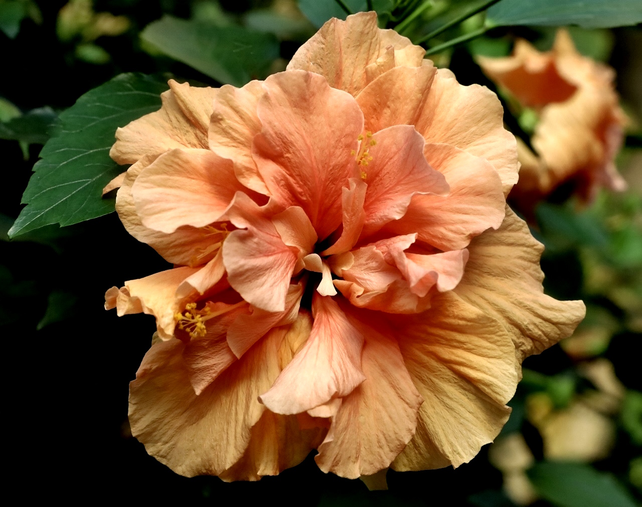 Hibiskus