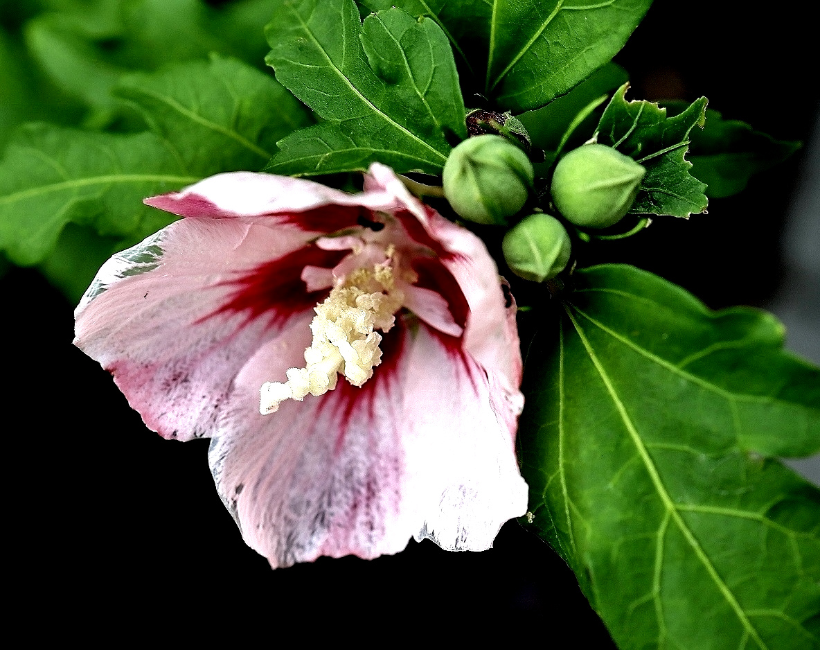 Hibiskus