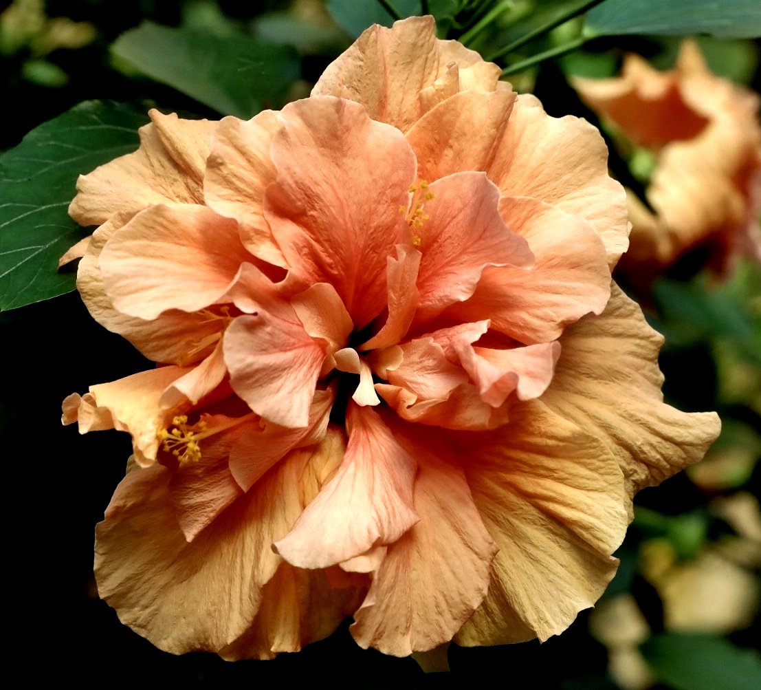 Hibiskus