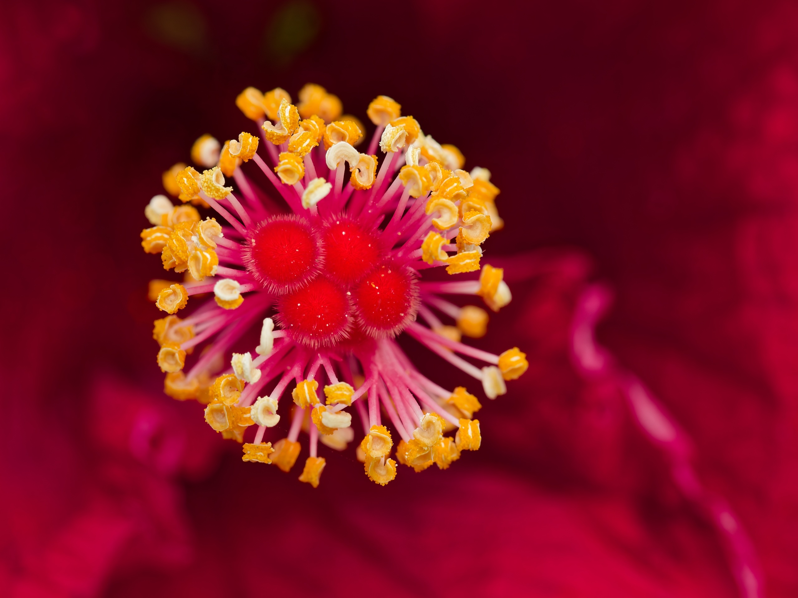 Hibiskus