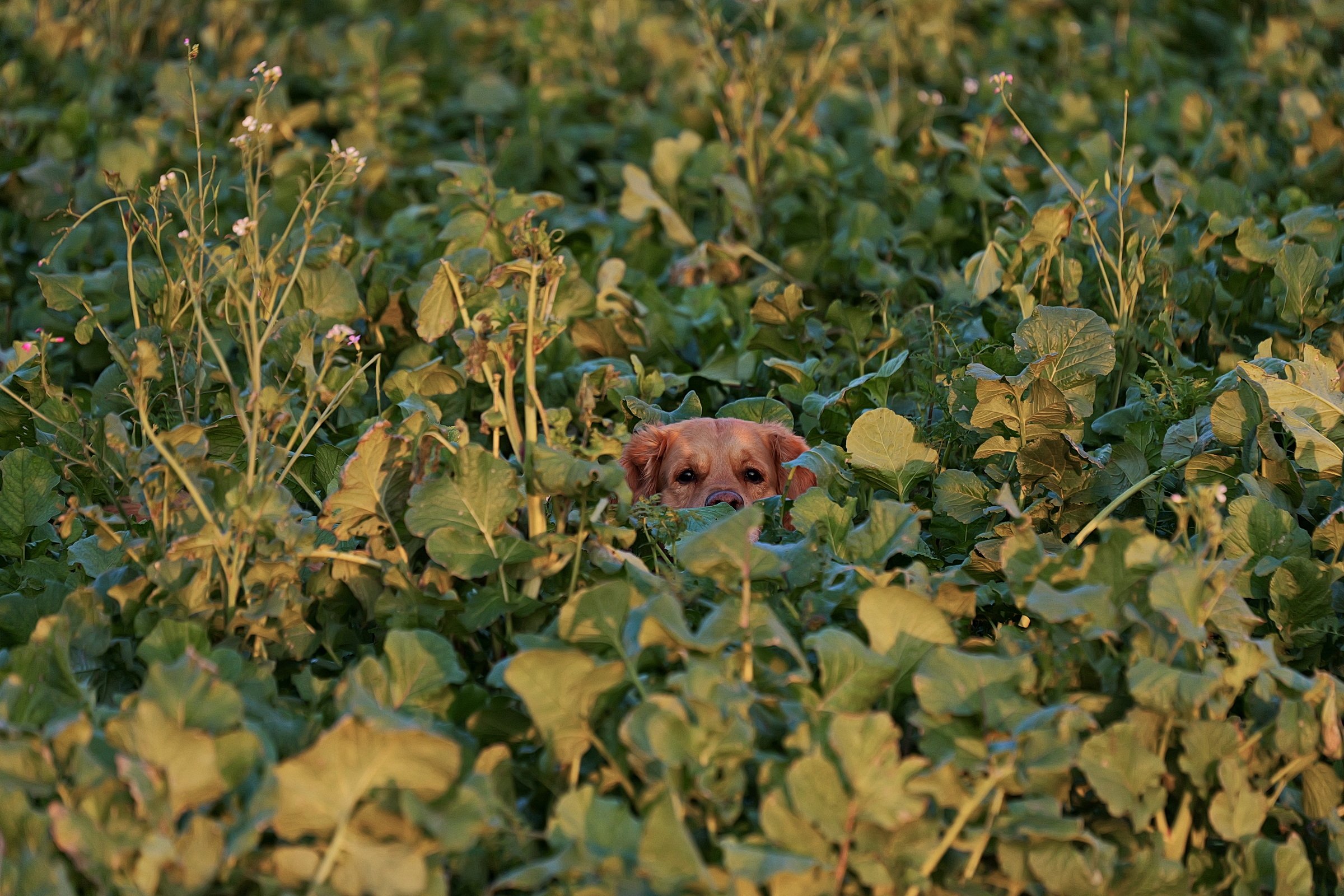 hidden dog.