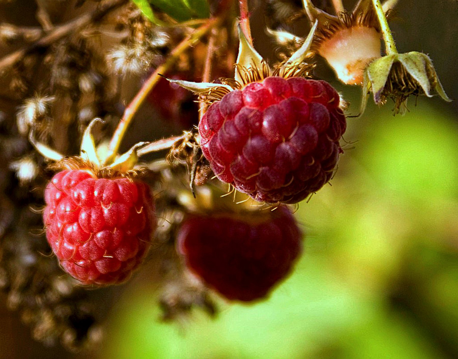 Himbeeren