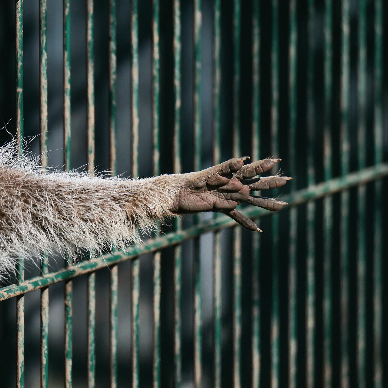 Hinter Gittern