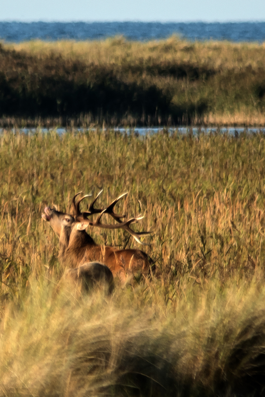 Hirschbrunft-bei-Prerow.jpg