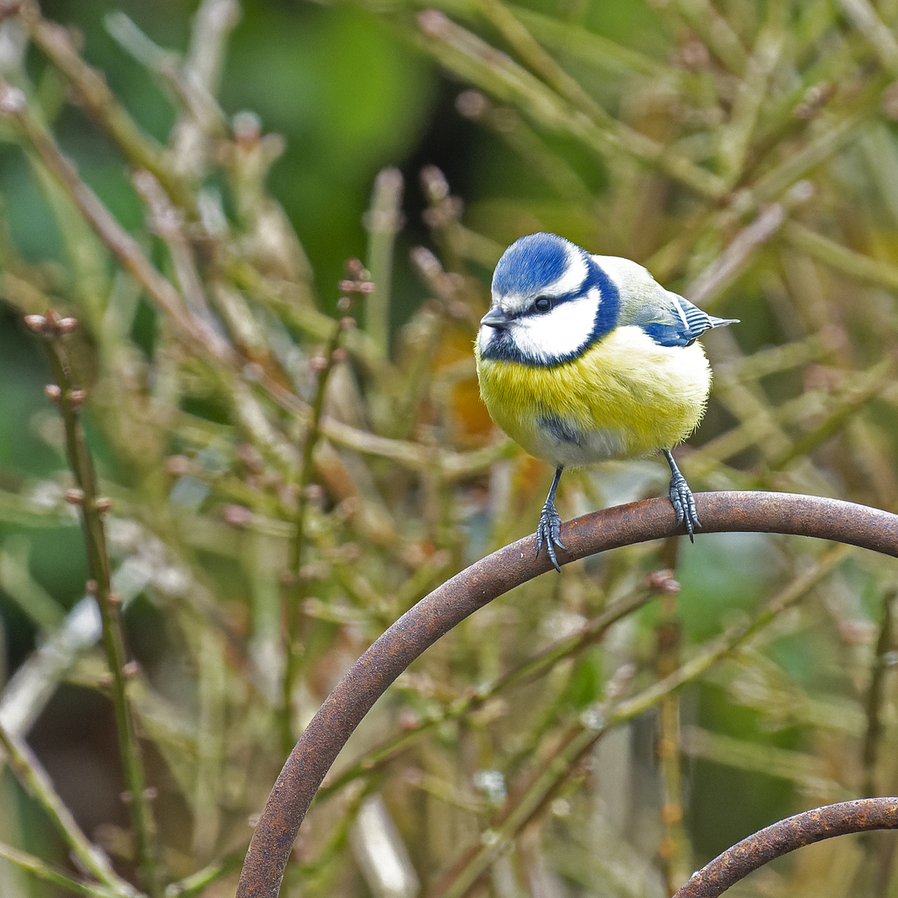 hk_230304_blaumeise.jpg