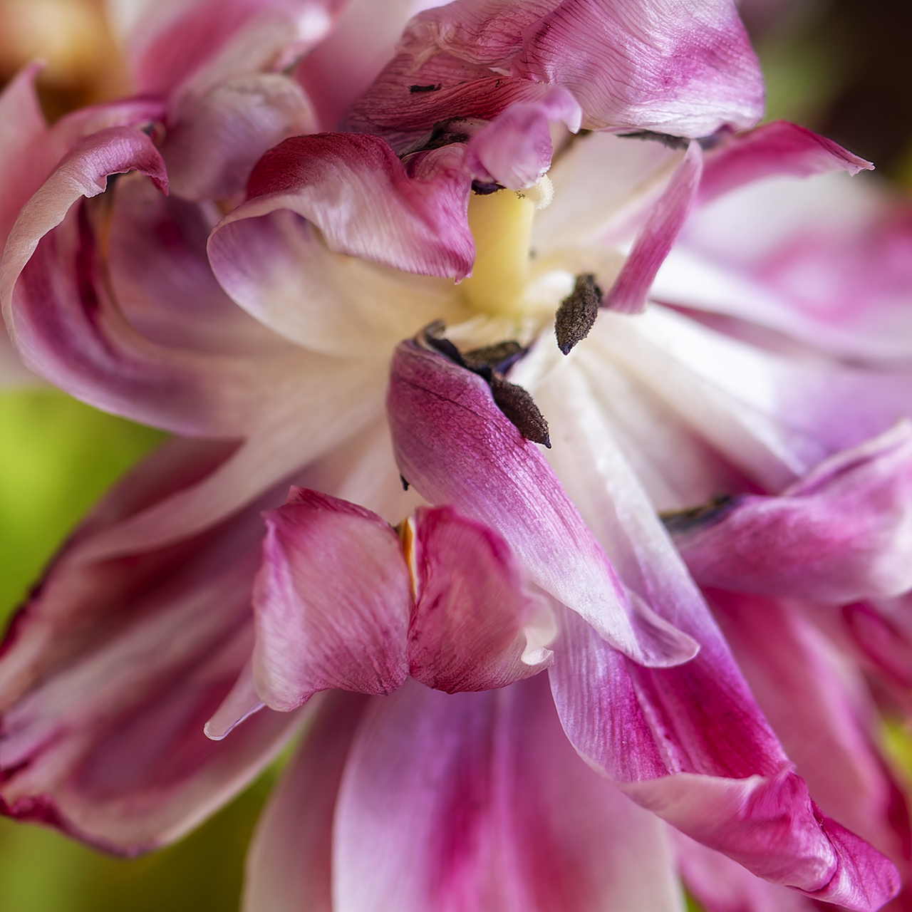 hk_240308_tulpe.jpg