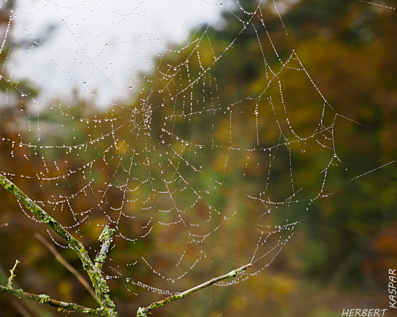 hk_241015_vorhin_am_waldrand.jpg