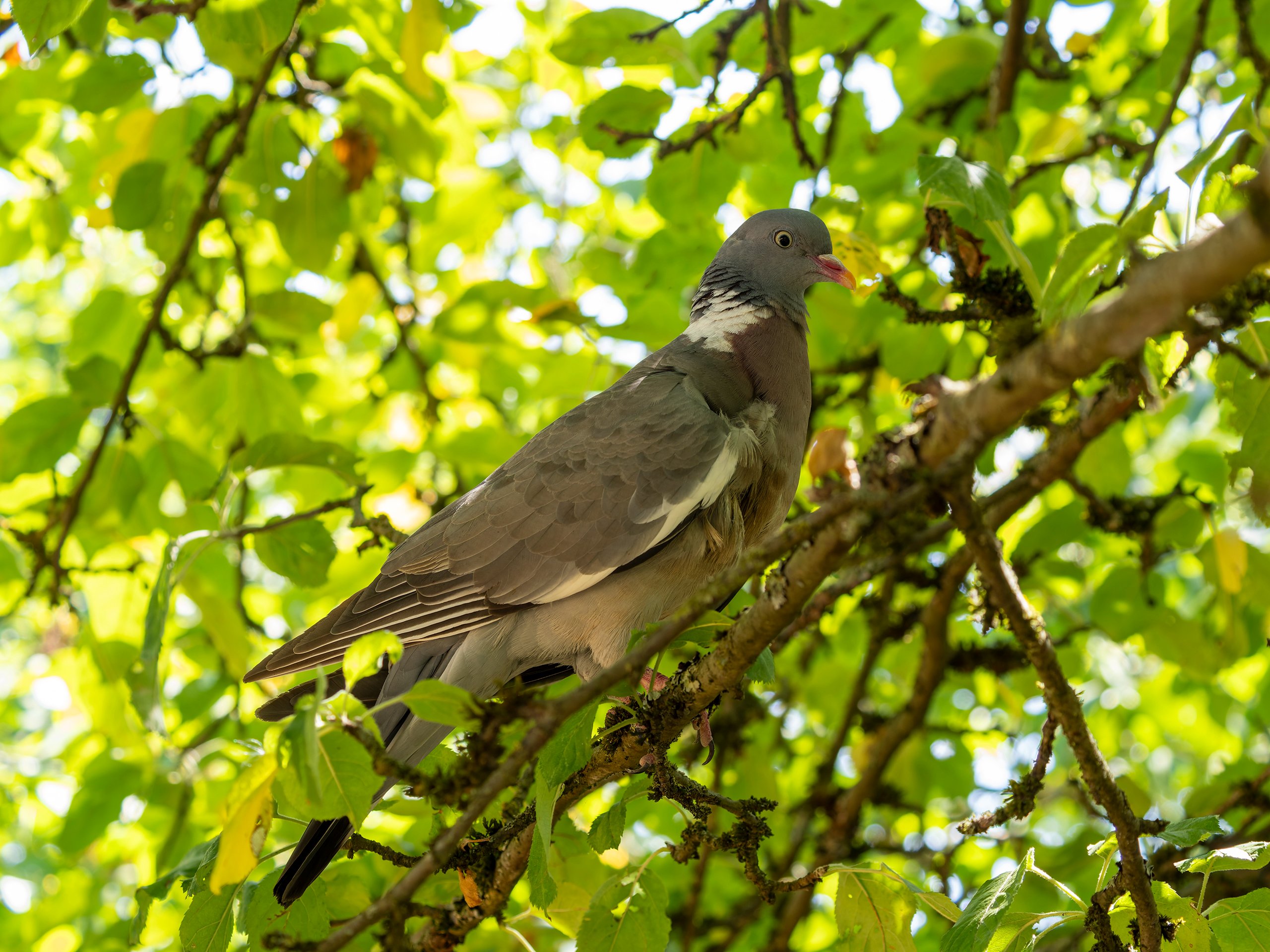 hk_260805_besuch_im_apfelbaum.jpg