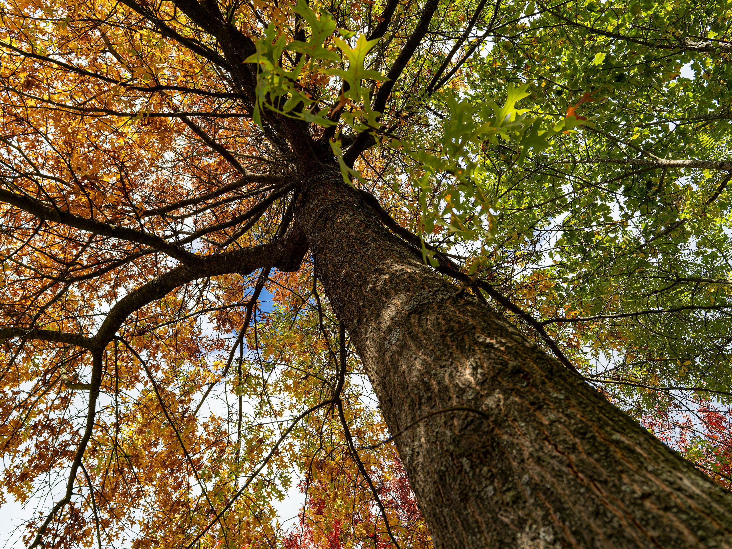 hk_260830_herbst_oder_nicht_herbst_das_ist_hier_die_frage.JPG