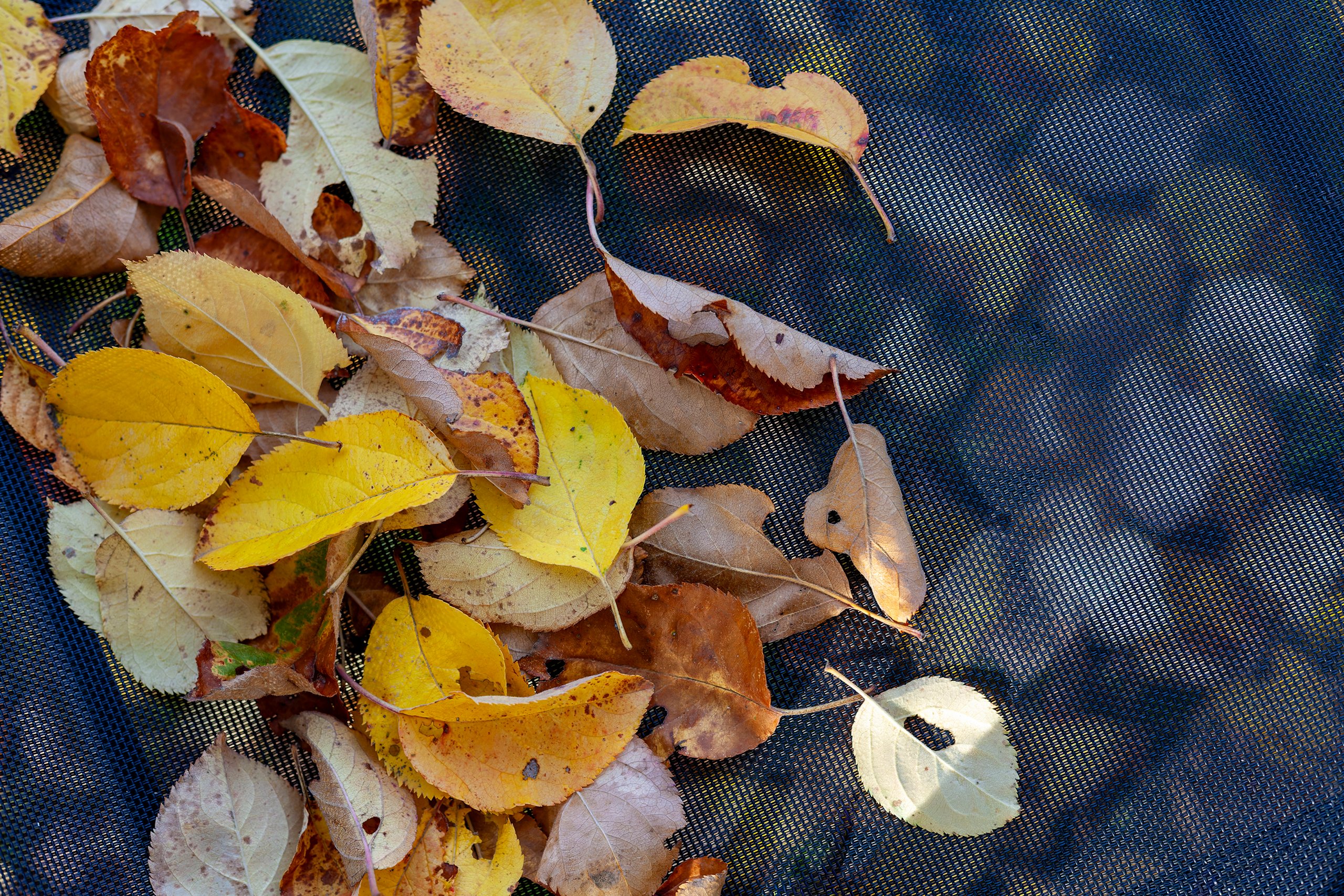 hk_261007_oben_herbst_ und_unten_auch.jpg