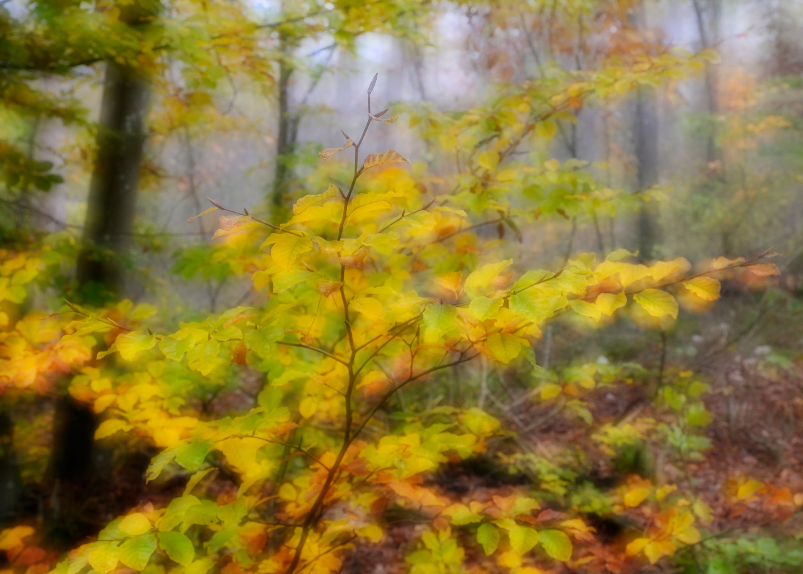 hk_261029_heute_im_wald.jpg