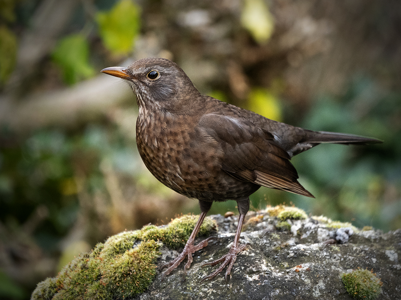 hk_amsel_2.jpg