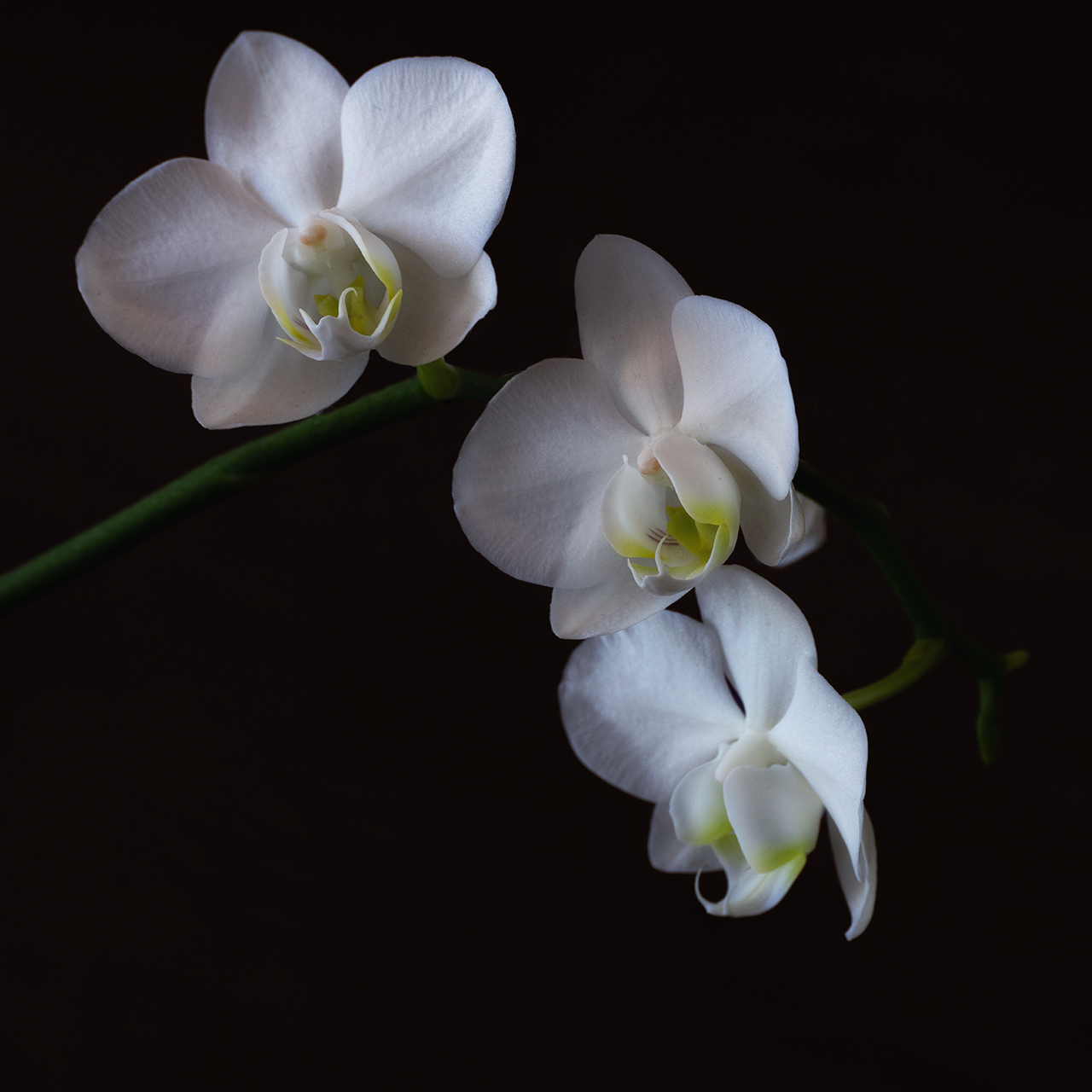 hk_drei_orchideenblueten.jpg