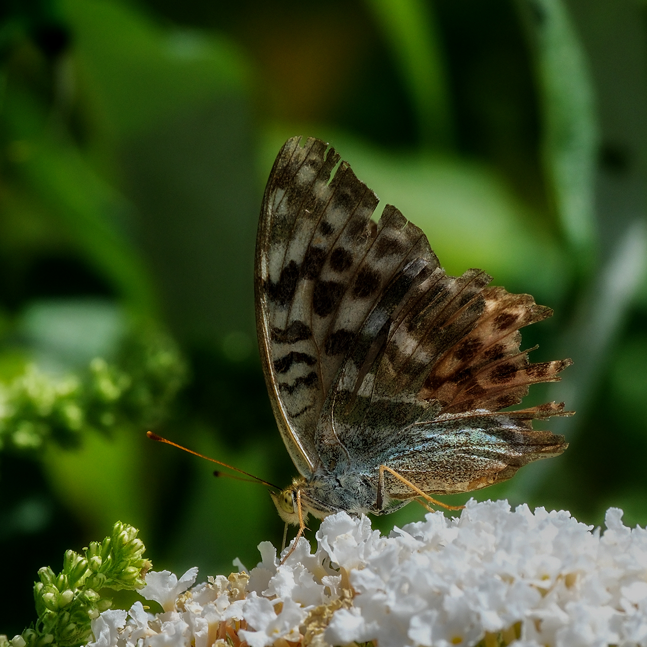 hk_schmetterling_1.jpg