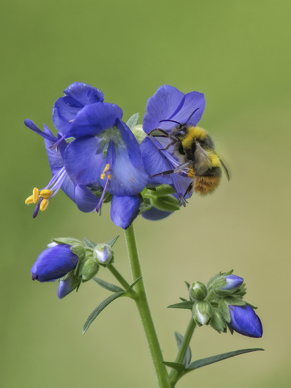 Hmmm...lecker Pollen!