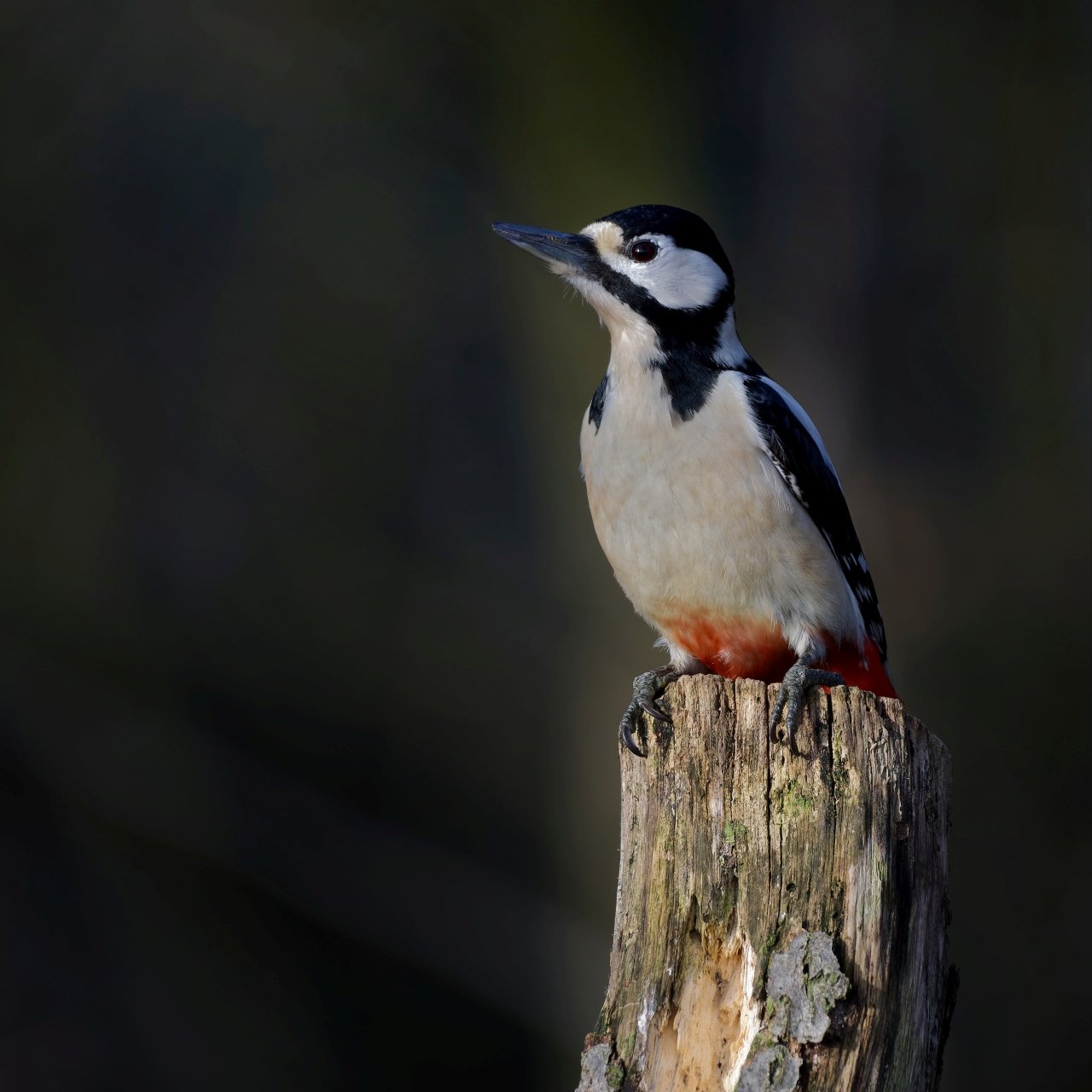 Hochsitz - Korrektur