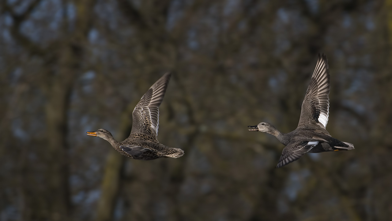 Hochzeitsflug?