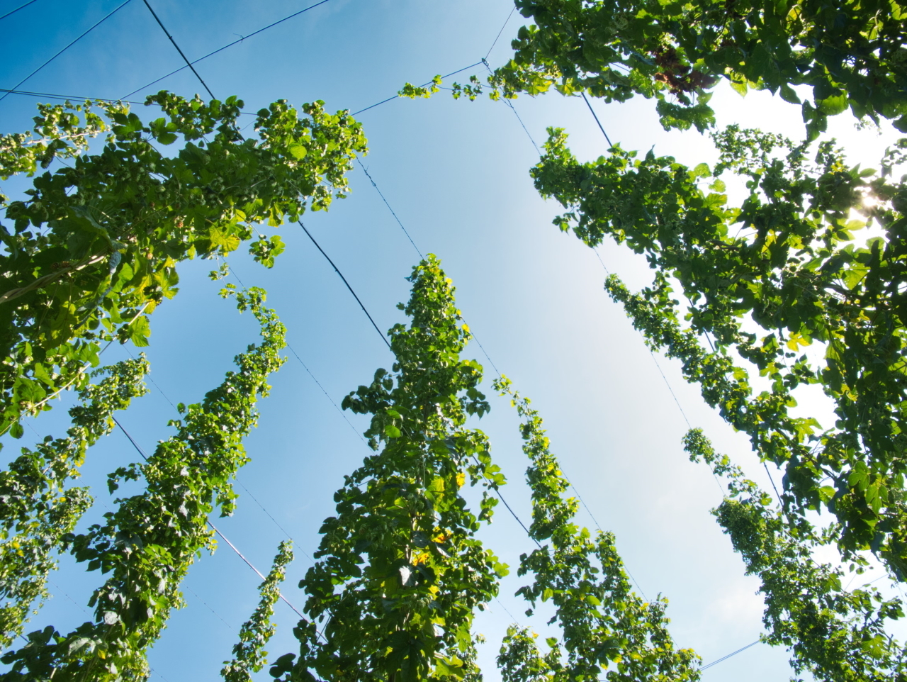 Hopfen Tettnang