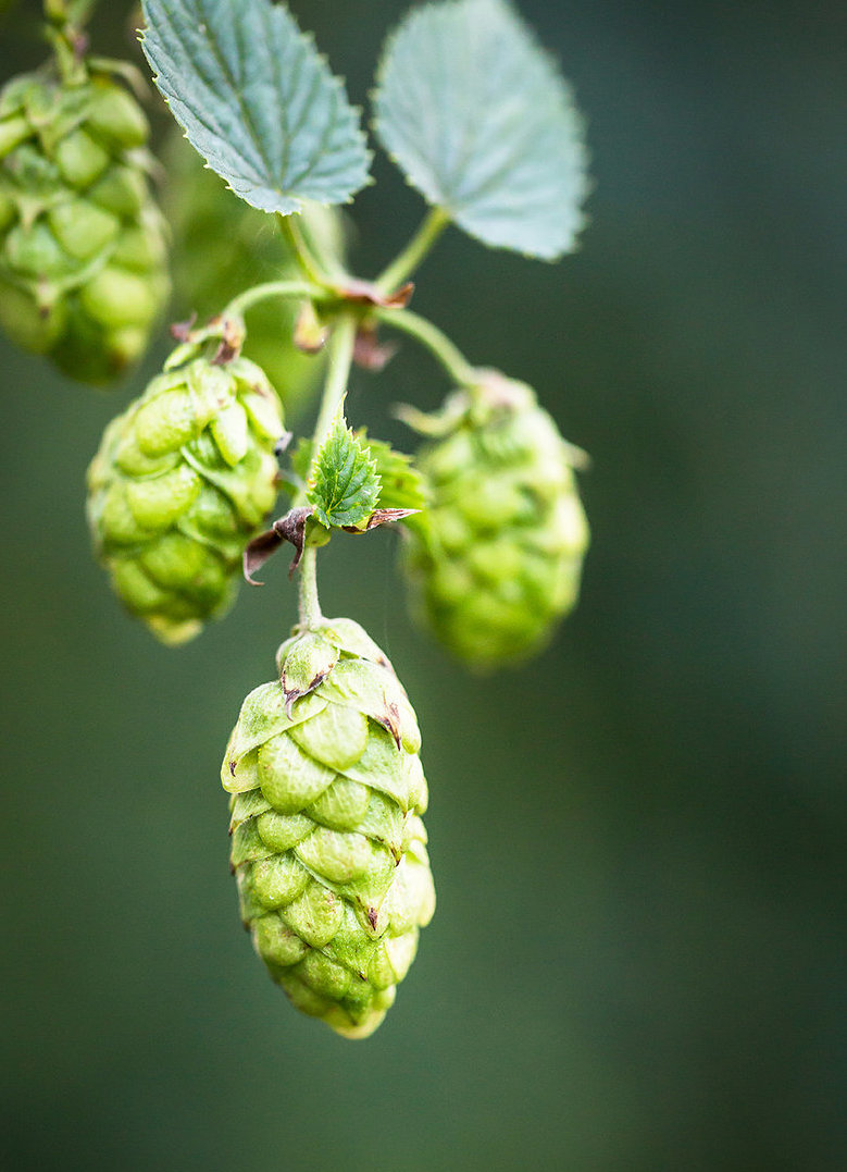 Hopfendolden Rezepte, Cluster Von Hopfendolden Auf Einem Ast Hautnah Stockfotografie