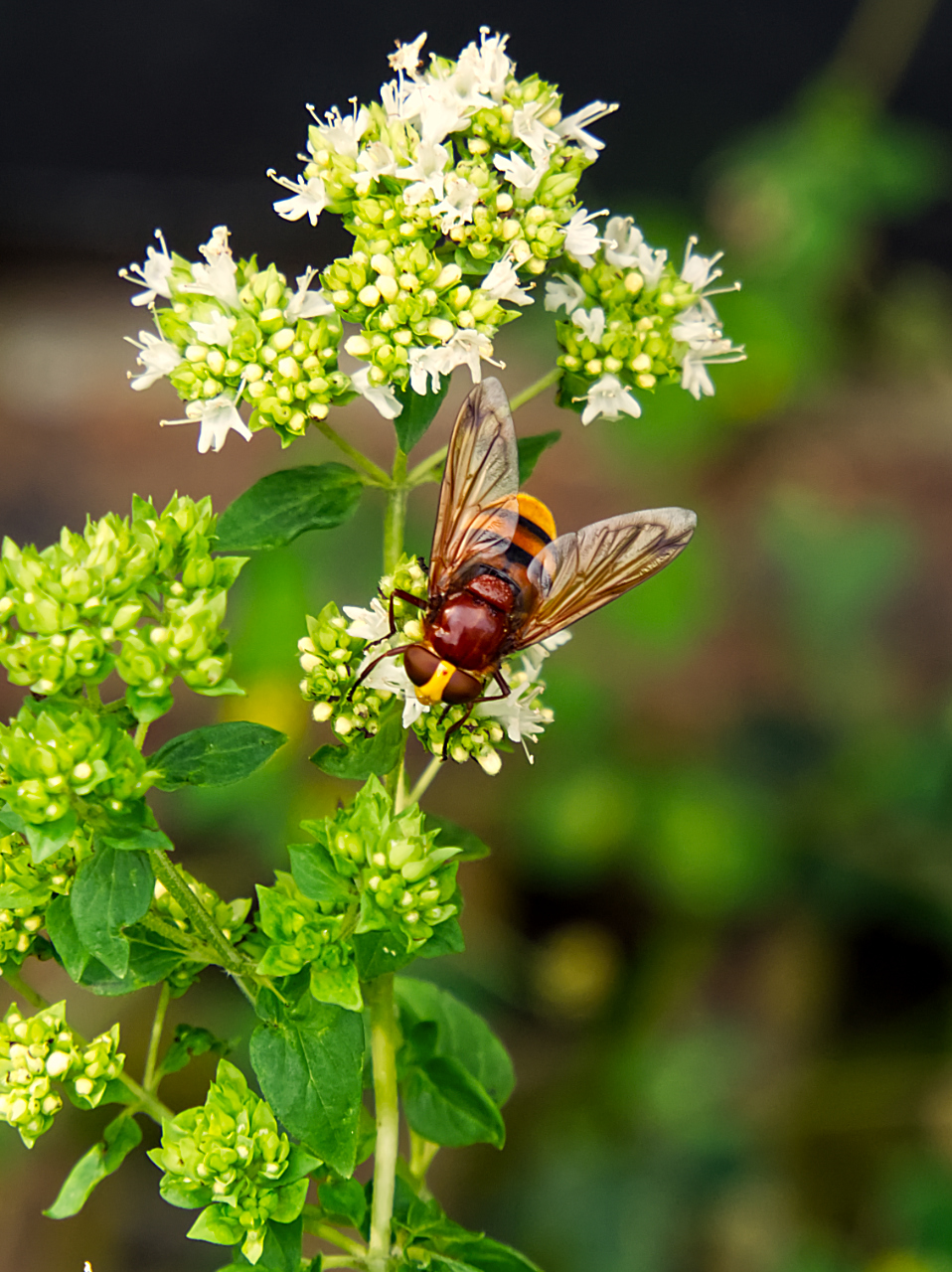 Hornissenschwebfliege (Volucella zonaria)