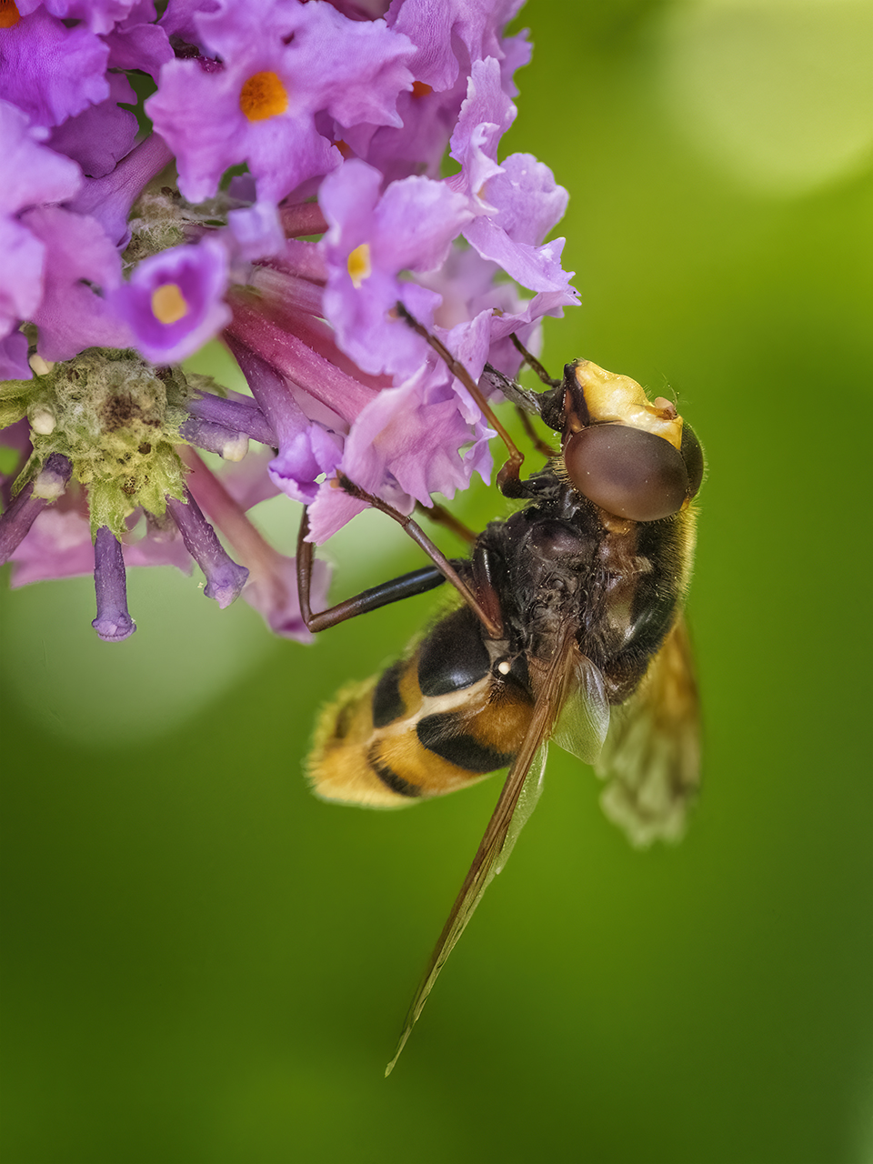 Hornissenschwebfliege