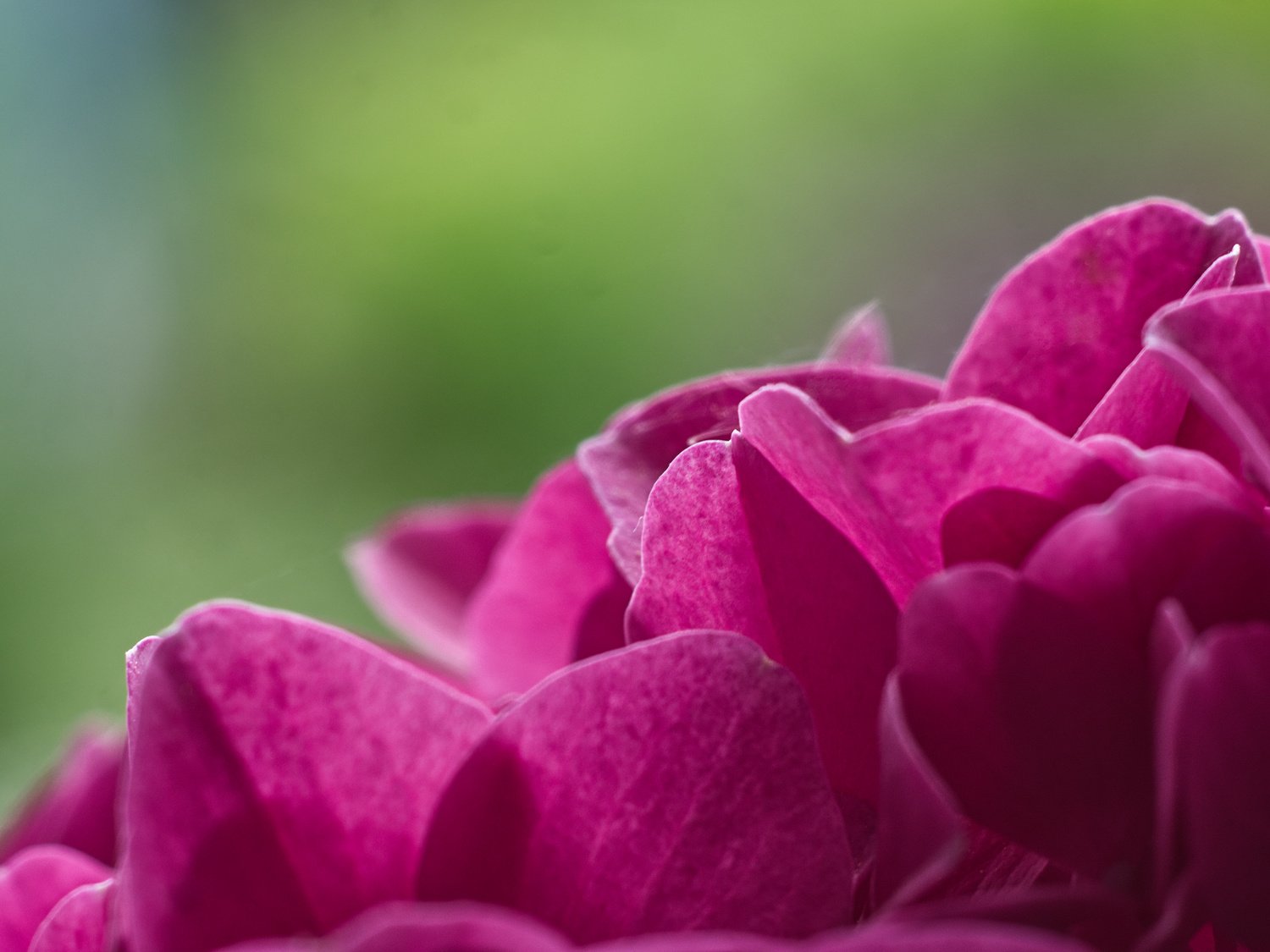 Hortensia