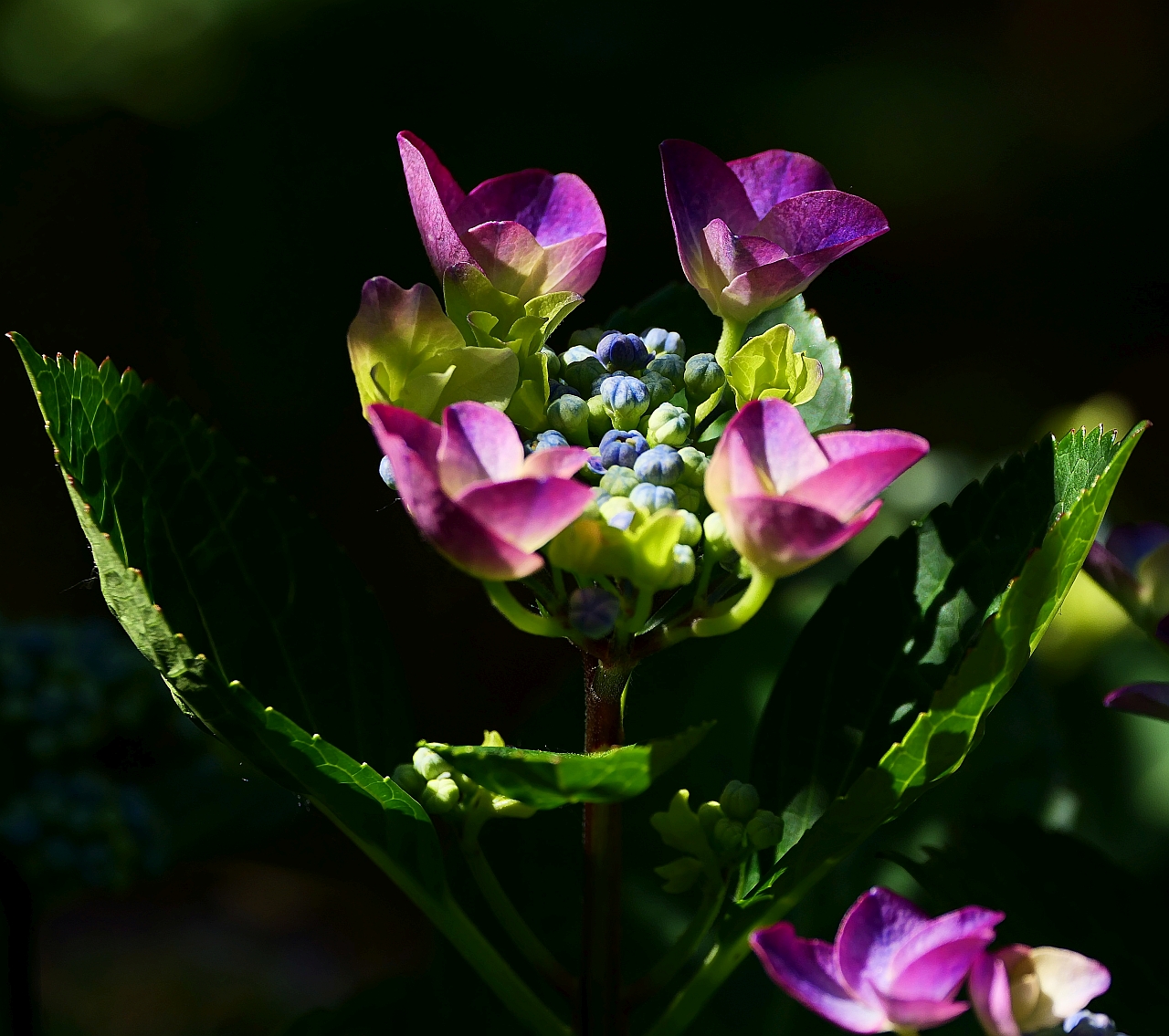 Hortensie erblüht