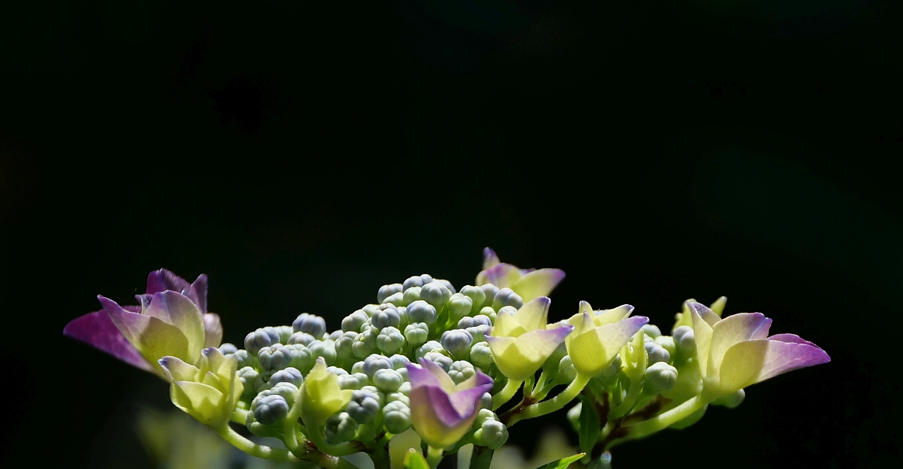 Hortensie erblüht