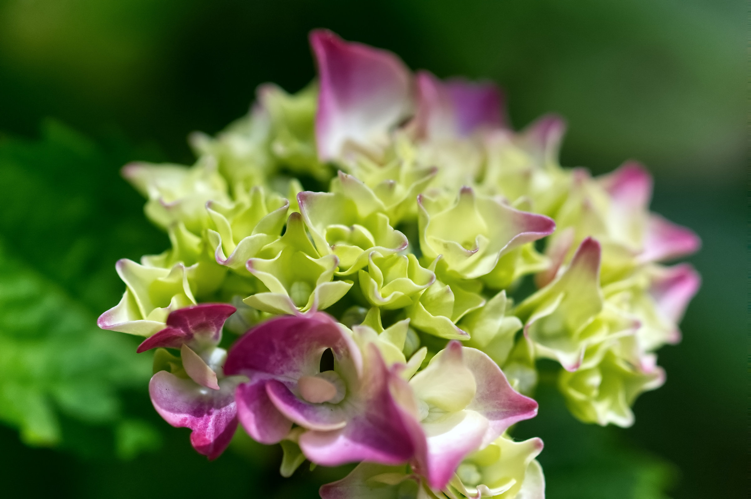 Hortensie