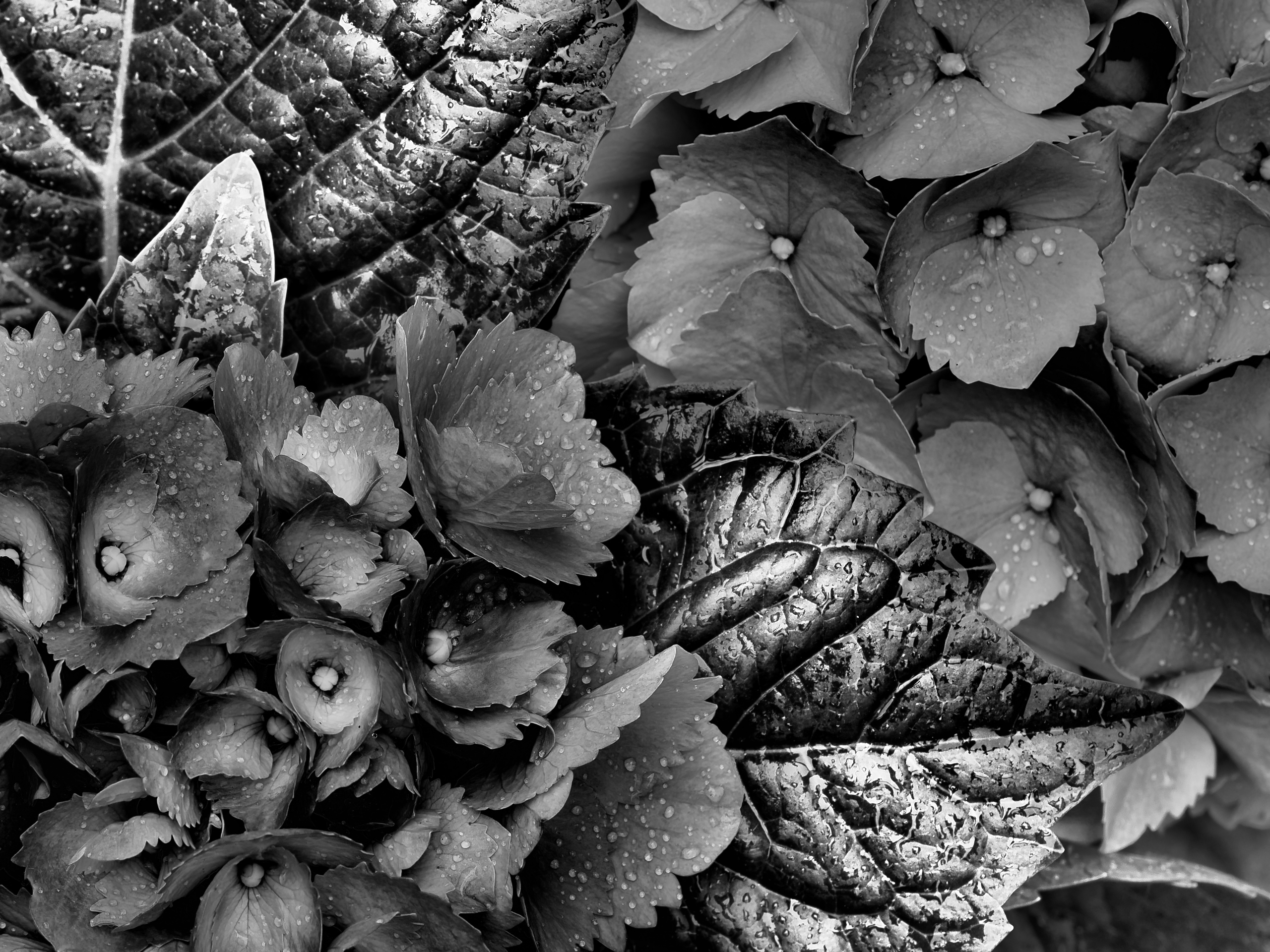 Hortensie
