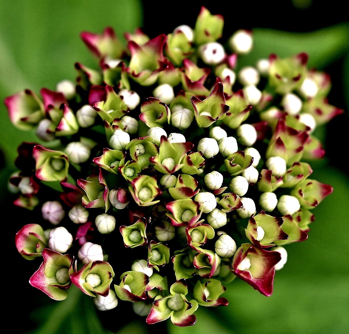 Hortensie