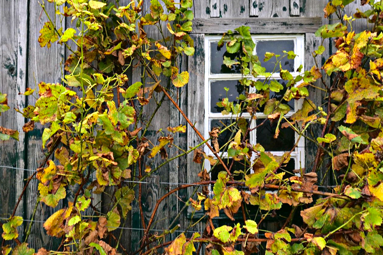 Hütte im Weinberg