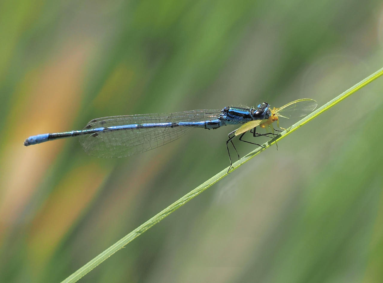 Hufeisen-Azurjungfer (Coenagrion puella)