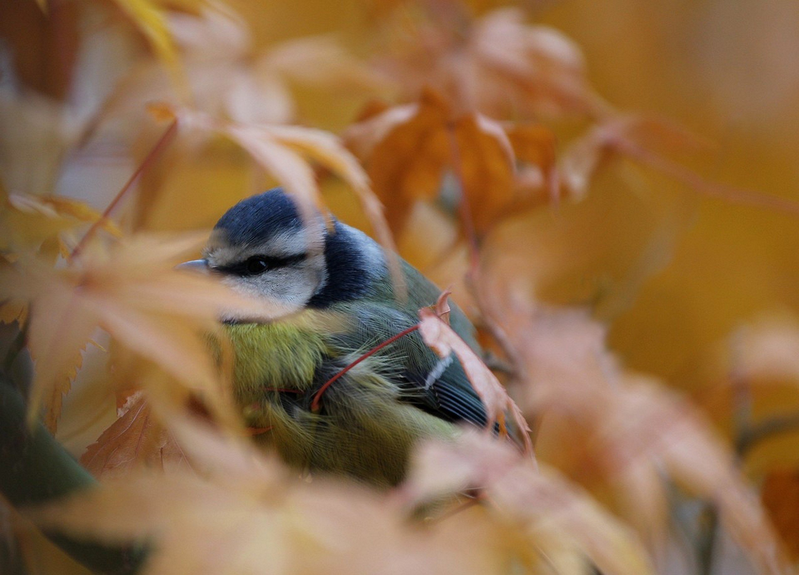 Huhu....siehst Du mich?