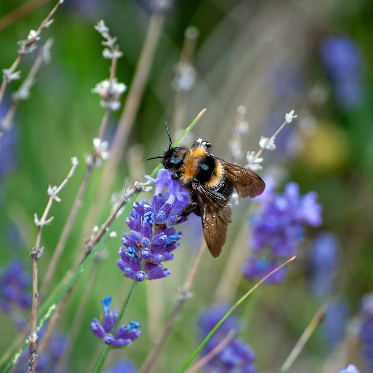 Hummel,... Hummel,...