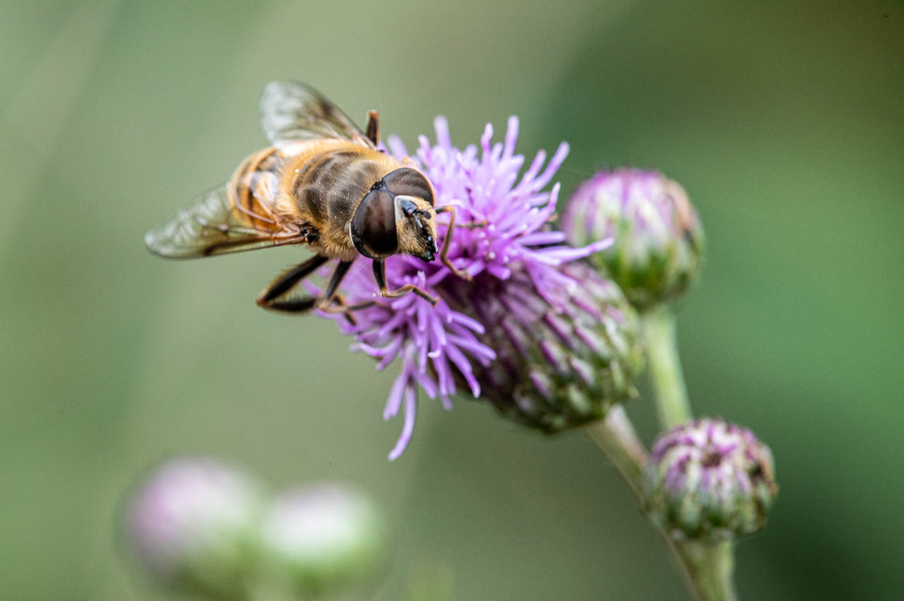 Hummel oder Biene? Nein, es ist eine Schwebfliege.