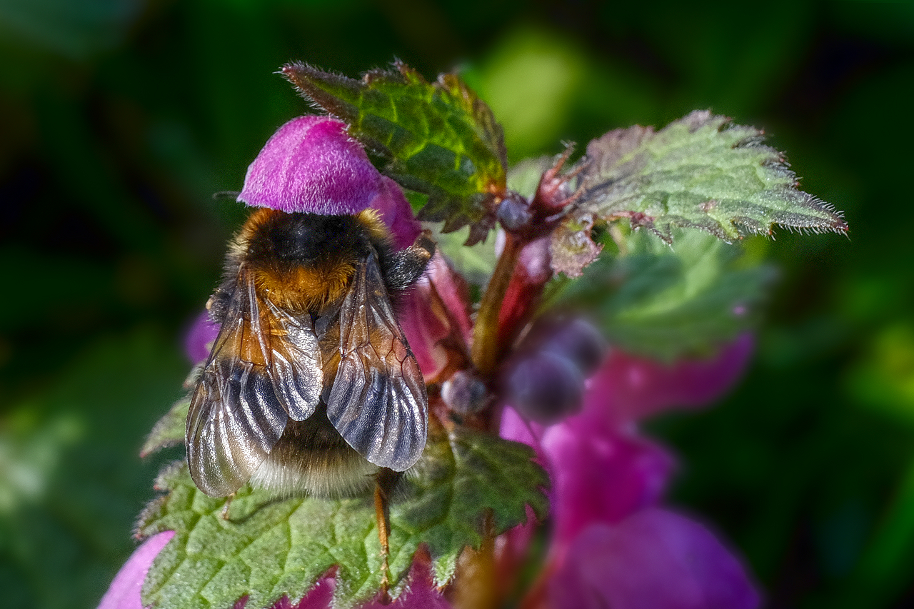 Hummel