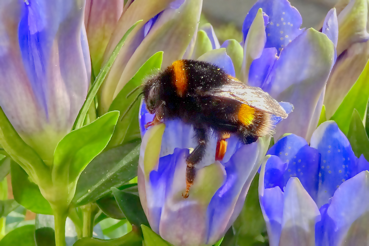 Hummel