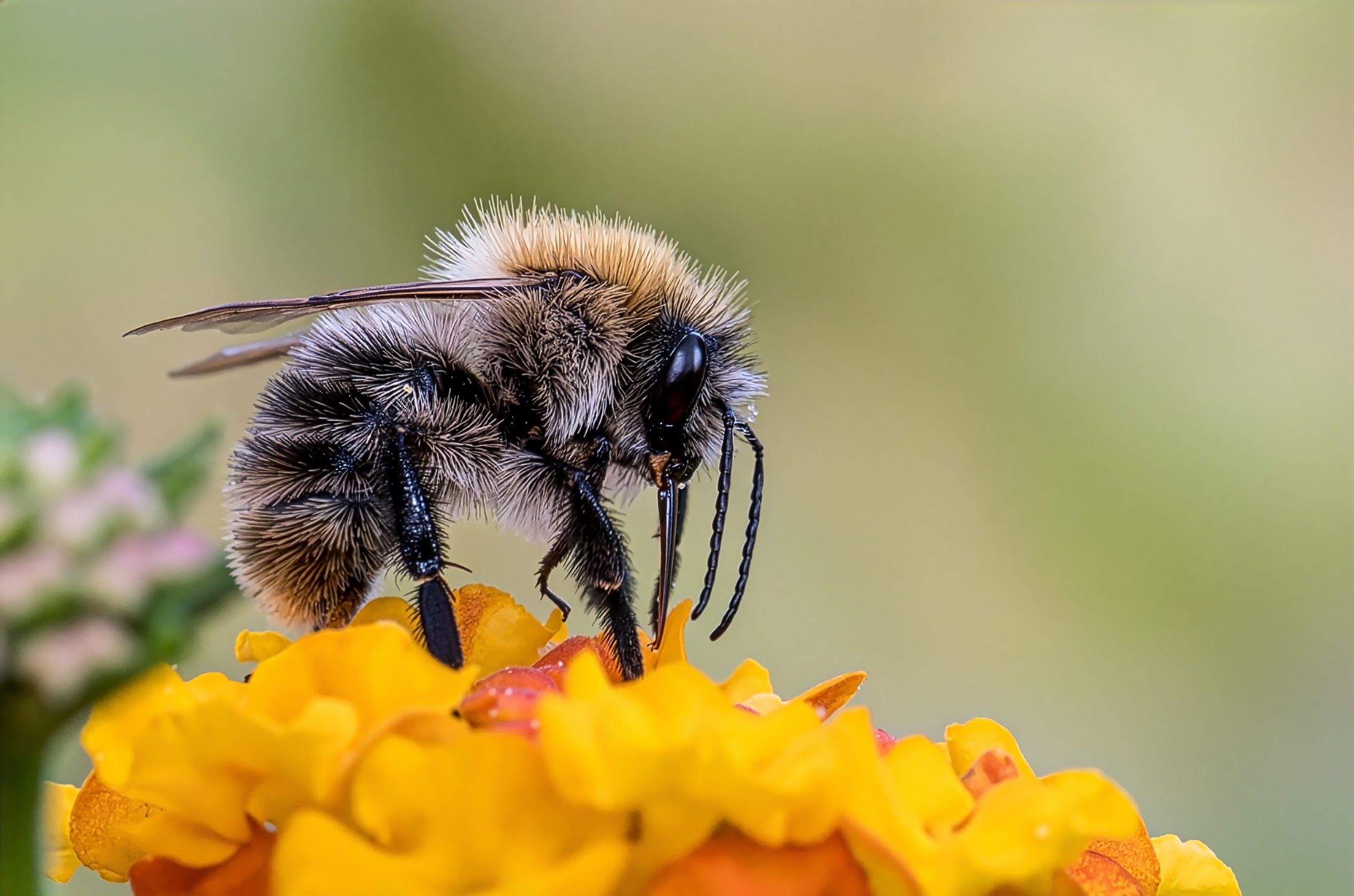 Hummel