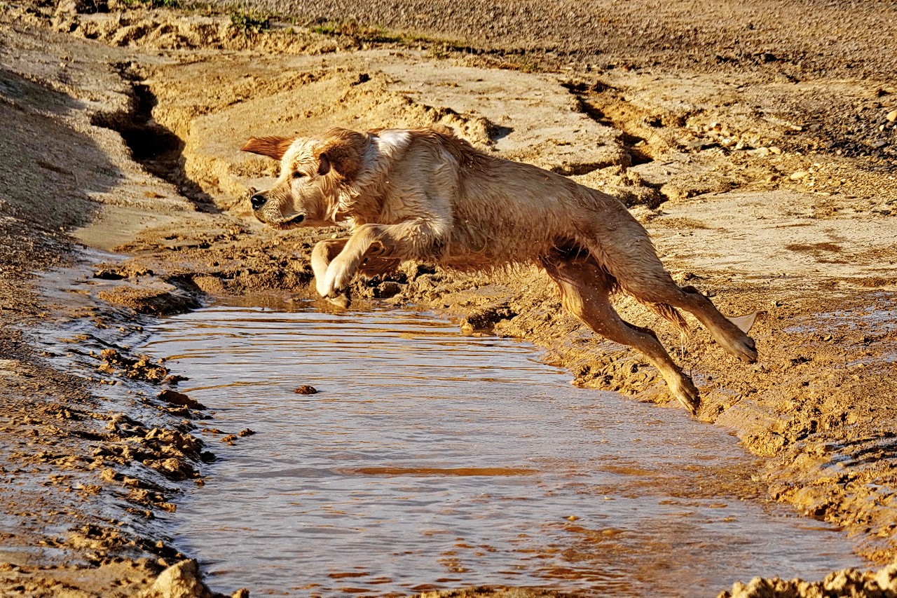 Hundehochweitsprung