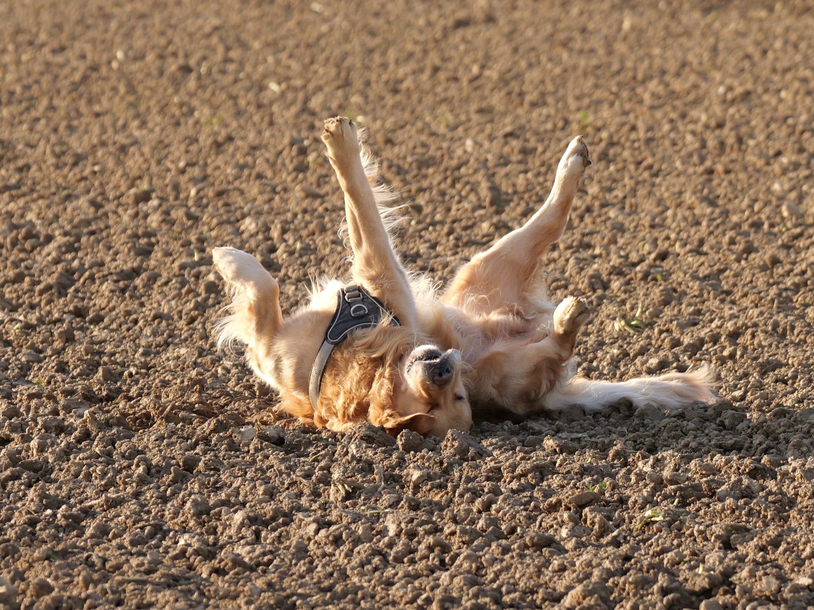 Hundewellness.