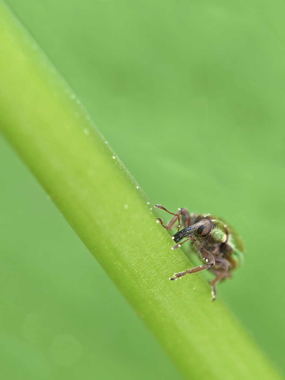 Hypera nigrirostris